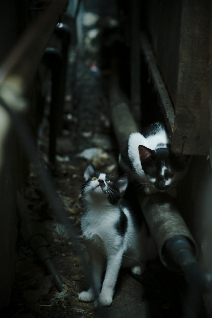 爱游戏登录-_观众互动：现场投票决定精彩比赛瞬间_，比赛现场投票系统