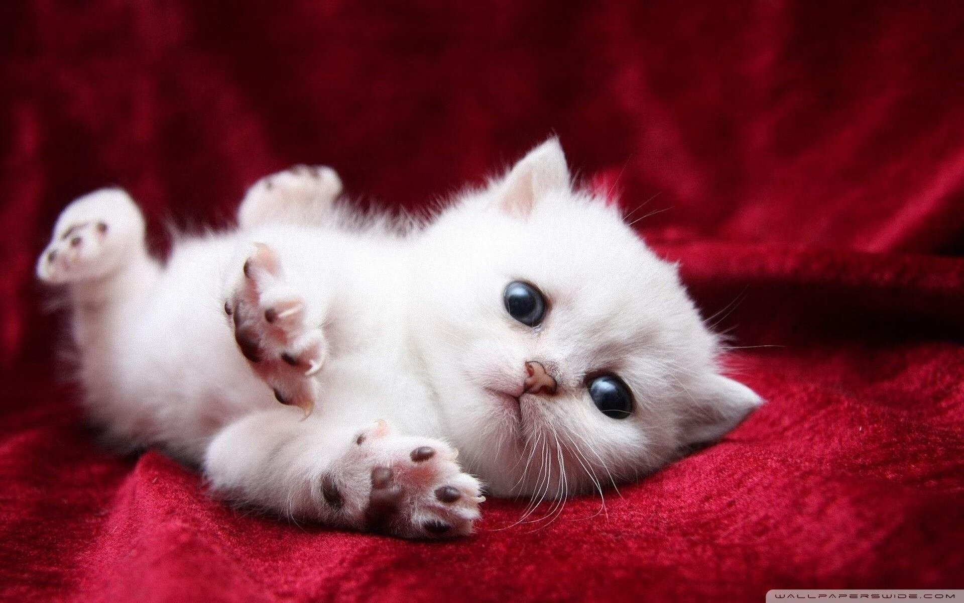 爱游戏电竞-《明星主播聊电竞：他们的最爱游戏TOP3》，游戏主播和明星一起玩游戏