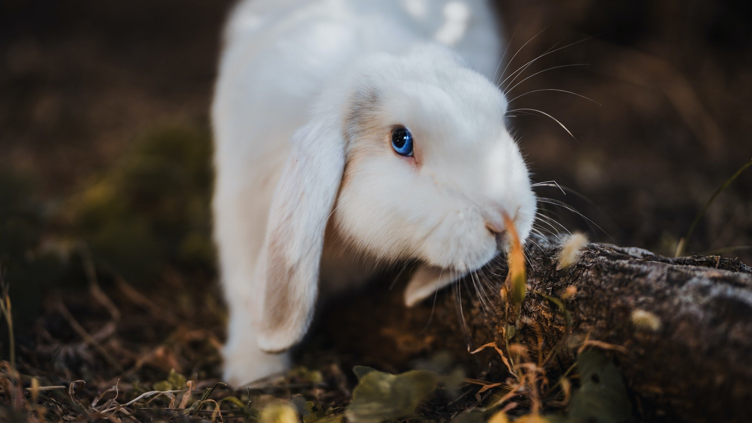 爱游戏登录入口-变革之路：球队管理者的注重战术调整，球队管理方案